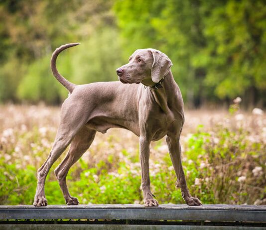 Hypertrophic Osteodystrophy vs. Panosteitis in Dogs Hypertrophic osteodystrophy in dogs can cause lameness in dogs, but resolves when a dog is fully grown.
