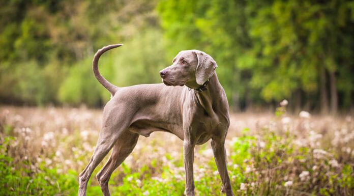 Hypertrophic Osteodystrophy vs. Panosteitis in Dogs Hypertrophic osteodystrophy in dogs can cause lameness in dogs, but resolves when a dog is fully grown.
