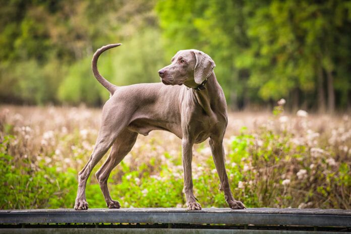 Weimaraner on Green landscape Hypertrophic osteodystrophy in dogs can cause lameness in dogs, but resolves when a dog is fully grown.