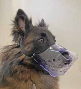A Belgian Tervuren wearing a clear vinyl muzzle.