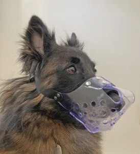 A Belgian Tervuren wearing a clear vinyl muzzle.