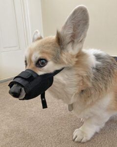 A Welsh Corgi wearing a budget dog muzzle.