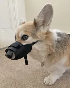 A Welsh Corgi wearing a budget dog muzzle.