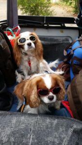 Two Cavalier Spaniels wearing dog goggles in the backseat of the car.