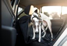 Cute dog in the back seat of the car