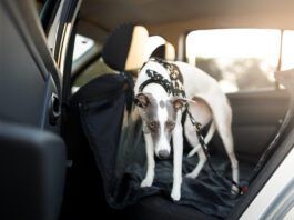 Acepromazine for Dogs: Caution Advised Cute dog in the back seat of the car