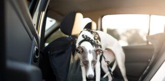 Cute dog in the back seat of the car