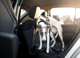 Acepromazine for Dogs: Caution Advised Cute dog in the back seat of the car