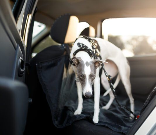 Acepromazine for Dogs: Caution Advised Cute dog in the back seat of the car