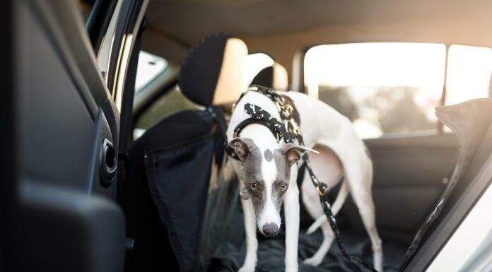 Acepromazine for Dogs: Caution Advised Cute dog in the back seat of the car