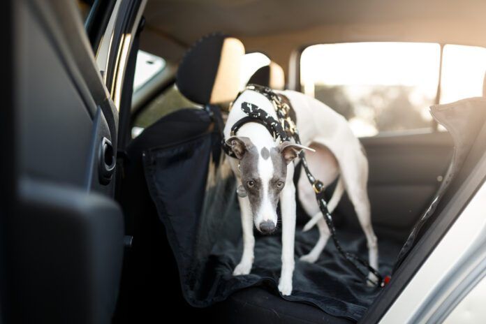 Cute dog in the back seat of the car