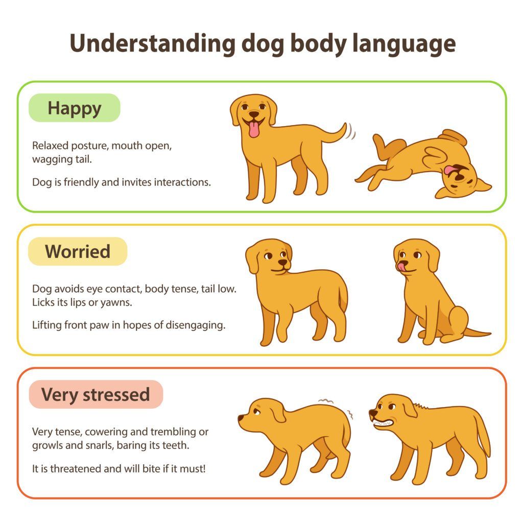 Dog body language infographic chart. Understanding dog poses that mean different emotions: happy and relaxed, tense and worried, stressed and angry. Pet behavior vector illustration.