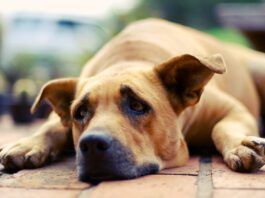 Can Dogs Cry? Dogs don't cry, but they do experience sadness and acute stress.