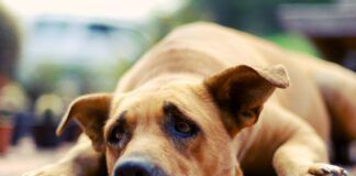 Dogs don't cry, but they do experience sadness and acute stress.
