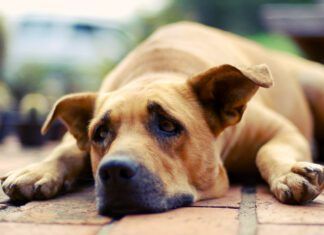 Can Dogs Cry? Dogs don't cry, but they do experience sadness and acute stress.