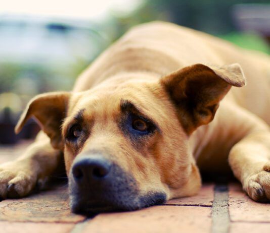 Can Dogs Cry? Dogs don't cry, but they do experience sadness and acute stress.