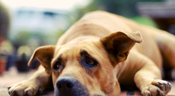 Can Dogs Cry? Dogs don't cry, but they do experience sadness and acute stress.