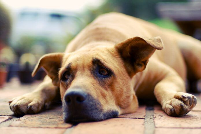Sad dog Dogs don't cry, but they do experience sadness and acute stress.