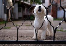 Territorial dogs are practicing a natural behavior. Intensely territorial dogs can be managed with stress and anxiety reduction, or other techniques.
