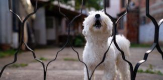 Territorial dogs are practicing a natural behavior. Intensely territorial dogs can be managed with stress and anxiety reduction, or other techniques.