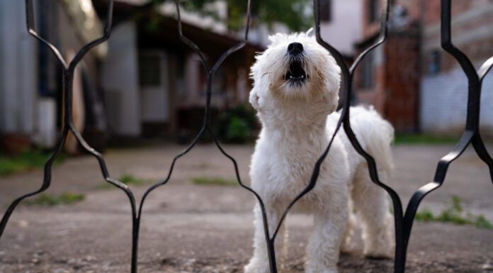 Territorial dogs are practicing a natural behavior. Intensely territorial dogs can be managed with stress and anxiety reduction, or other techniques.