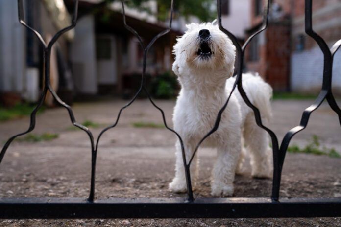 Maltese dog barking trough gate Territorial dogs are practicing a natural behavior. Intensely territorial dogs can be managed with stress and anxiety reduction, or other techniques.