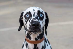 This dog's wide eyes signal that this is a dog that is suffering from stress.