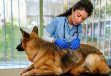 What Is Ketoconazole Used for in Dogs? Ketoconazole for dogs is an antifungal medication that is used to treat yeast and fungal infections.