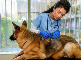 What Is Ketoconazole Used for in Dogs? Ketoconazole for dogs is an antifungal medication that is used to treat yeast and fungal infections.
