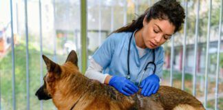 Ketoconazole for dogs is an antifungal medication that is used to treat yeast and fungal infections.