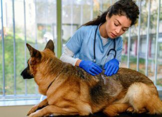 What Is Ketoconazole Used for in Dogs? Ketoconazole for dogs is an antifungal medication that is used to treat yeast and fungal infections.