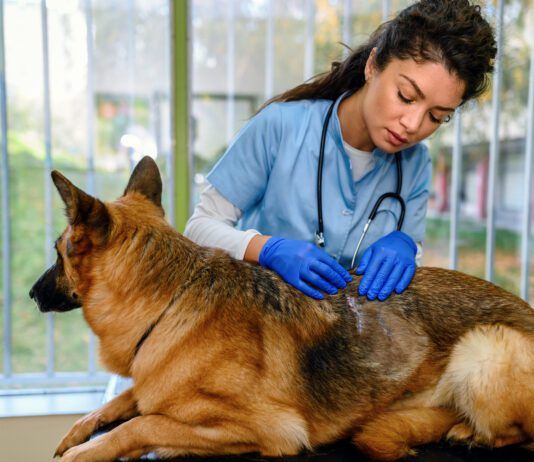 Ketoconazole for dogs is an antifungal medication that is used to treat yeast and fungal infections.