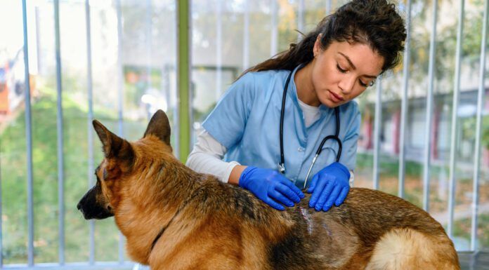 What Is Ketoconazole Used for in Dogs? Ketoconazole for dogs is an antifungal medication that is used to treat yeast and fungal infections.