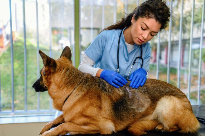 Dermatological problems of the skin in dogs. Ketoconazole for dogs is an antifungal medication that is used to treat yeast and fungal infections.