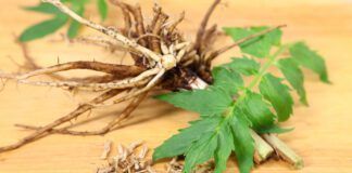 Valerian root for dogs is thought to be a natural stress and anxiety relief.