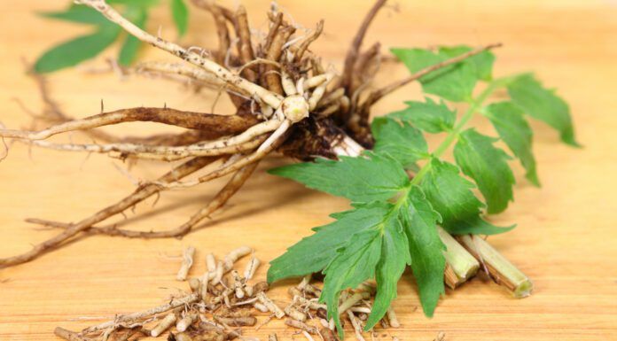 Valerian root for dogs is thought to be a natural stress and anxiety relief.