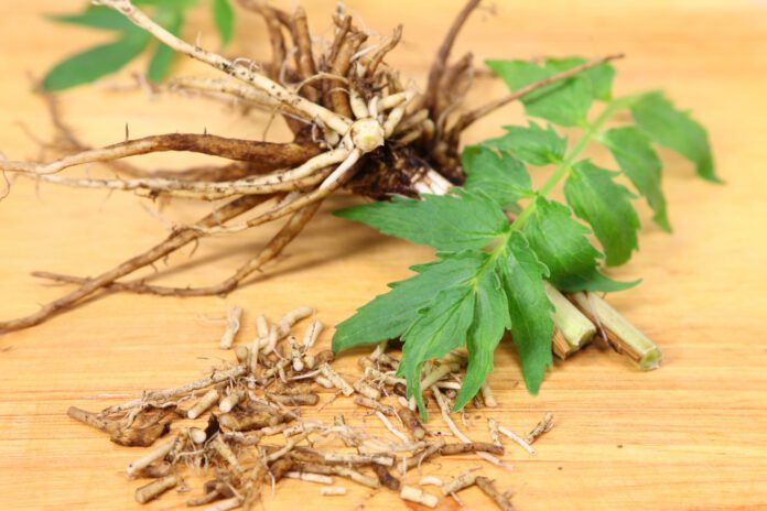 Valerian root for dogs is thought to be a natural stress and anxiety relief.