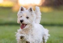 A west highland terrier running cheerfully across a field.