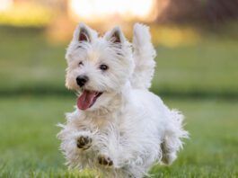 Dog Tremors A west highland terrier running cheerfully across a field.