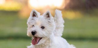 A west highland terrier running cheerfully across a field.