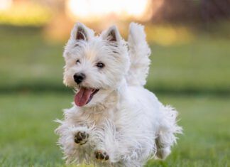 A west highland terrier running cheerfully across a field.