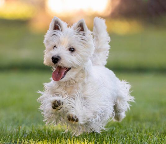 Dog Tremors A west highland terrier running cheerfully across a field.