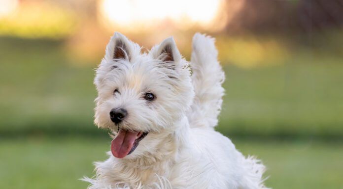 A west highland terrier running cheerfully across a field.