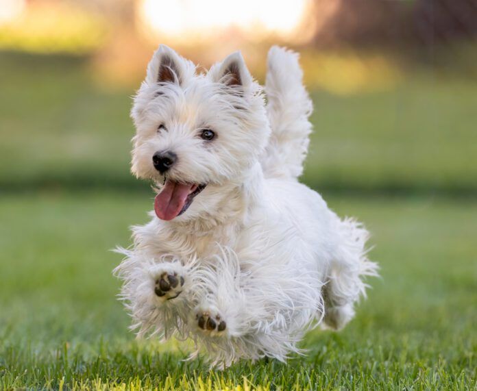 West Highland Terrier A west highland terrier running cheerfully across a field.