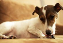Temaril-P for Dogs with Allergies Temaril-P for dogs is a combination antihistamine and steroid that can relieve itching and swelling symptoms.