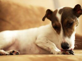 Temaril-P for Dogs with Allergies Temaril-P for dogs is a combination antihistamine and steroid that can relieve itching and swelling symptoms.