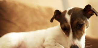 Temaril-P for dogs is a combination antihistamine and steroid that can relieve itching and swelling symptoms.