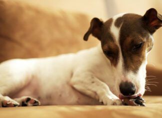 Temaril-P for Dogs with Allergies Temaril-P for dogs is a combination antihistamine and steroid that can relieve itching and swelling symptoms.