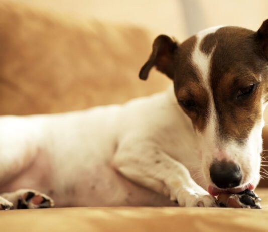 Temaril-P for Dogs with Allergies Temaril-P for dogs is a combination antihistamine and steroid that can relieve itching and swelling symptoms.