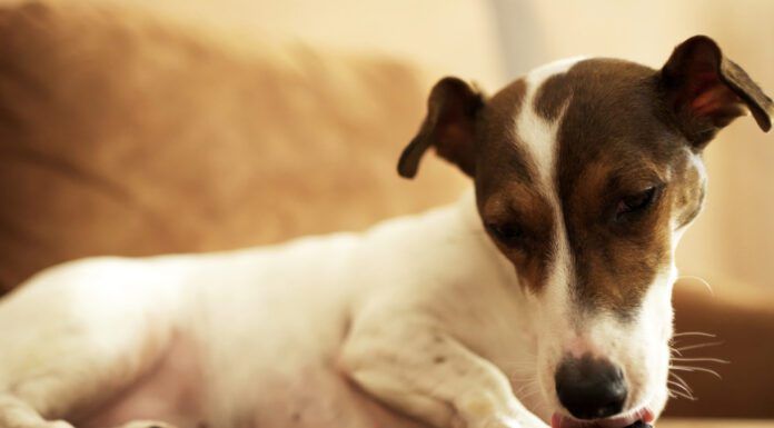Temaril-P for Dogs with Allergies Temaril-P for dogs is a combination antihistamine and steroid that can relieve itching and swelling symptoms.